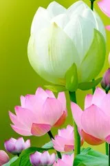 Truyện Lưu Bá Ôn Phần 10. Liên Hoa Ngọc Hốt